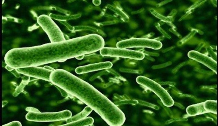 Tiềm năng của probiotics trong điều trị COVID-19