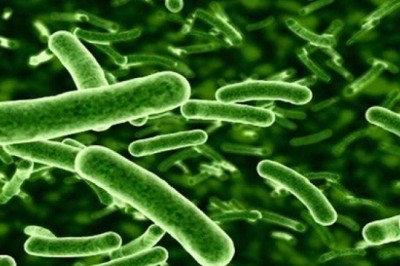 Tiềm năng của probiotics trong điều trị COVID-19