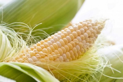 Chữa viêm đường tiết niệu bằng râu ngô có thật sự hiệu quả?