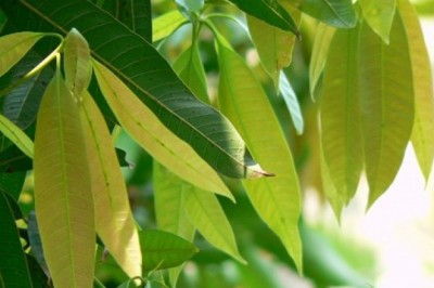 Bài thuốc điều trị tiểu đường, sỏi thận cực hiệu quả từ lá xoài