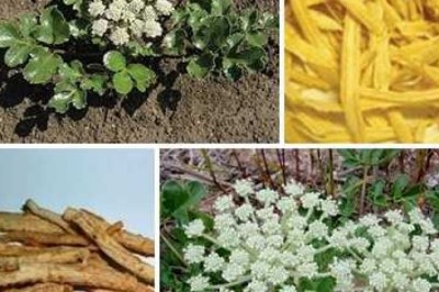 Sa sâm trị phế, vị âm hư