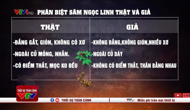 Phân biệt sâm ngọc linh thật và giả người mua đa phần hàng giả