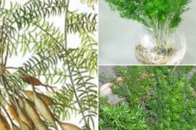 Công dụng và bài thuốc từ cây thiên môn