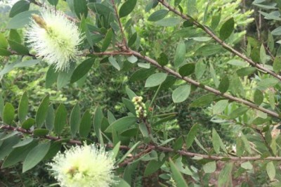 Tinh dầu sát khuẩn, giải cảm, giảm đau