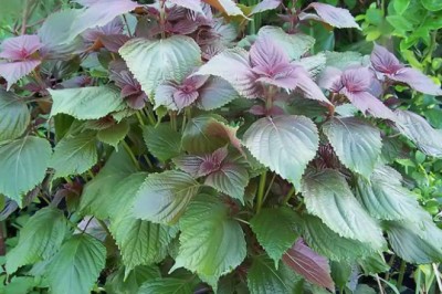 Những tác dụng tuyệt vời của lá tía tô mà không phải ai cũng biết