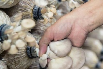 Trồng nấm cho hiệu quả kinh tế cao