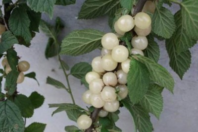 Loại quả dại trông như viên ngọc, chữa bệnh cực tốt, giá đắt đỏ