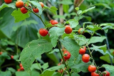 Cây cà leo gai - vị thuốc trị bệnh gan trong Đông y