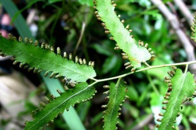 Cây Bòng bong, Thòng bong, Cây leo cỏ đuôi chồn, Hải kim sa, Hải trung kim - Lygodium flexuosum (Linnaeus) Swartz