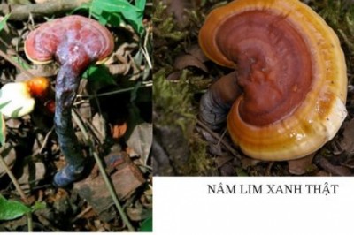 Mẹo phân biệt nấm linh xanh thật - giả