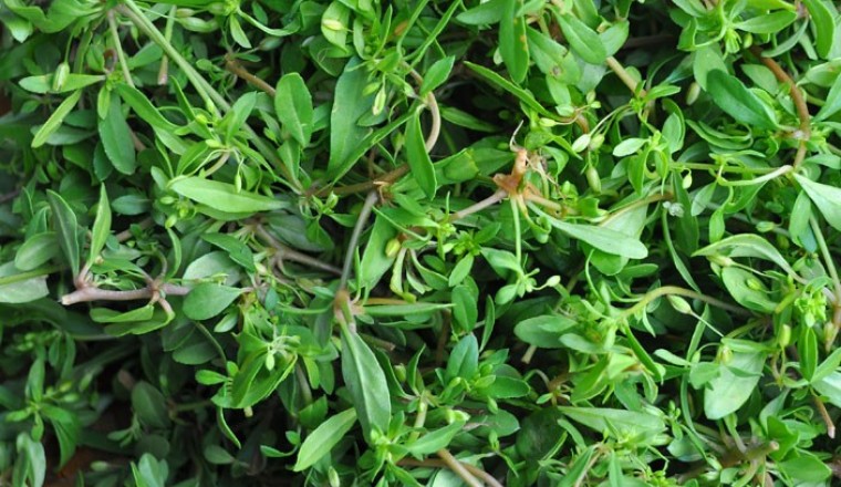 Câu hỏi: Kỹ thuật trồng cây rau đắng biển