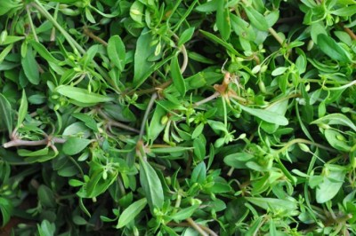 Câu hỏi: Kỹ thuật trồng cây rau đắng biển