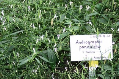 Kỹ thuật gieo trồng và thu hái cây xuyên tâm liên