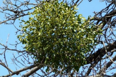 Bệnh nhân ung thư hết thuốc chữa được cứu nhờ phương pháp điều trị mới từ Thảo Dược