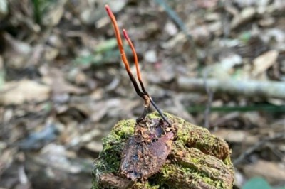 Phát hiện đông trùng hạ thảo bọ xít tự nhiên quý hiếm ở Sa Pa