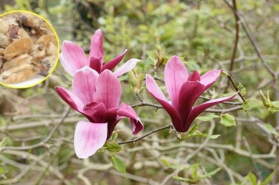 Tân Di - vị thuốc Đông y chữa tận gốc bệnh viêm xoang