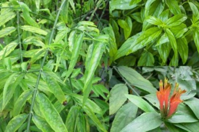 9 loại thảo dược quen thuộc giúp chị em đánh bay nỗi lo sợ ung thư buồng trứng