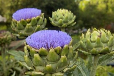 Quả atiso ngăn ngừa ung thư và chống lão hóa