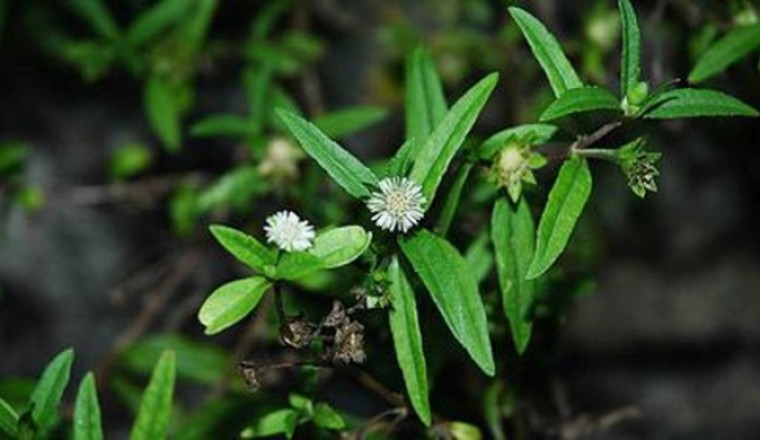 Thảo dược trị nhiệt miệng