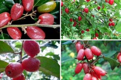 Những công dụng chữa bệnh tuyệt vời của quả nhót