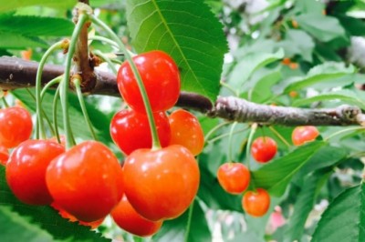 Quả Anh đào giúp ngủ ngon, phòng chống bệnh tiểu đường