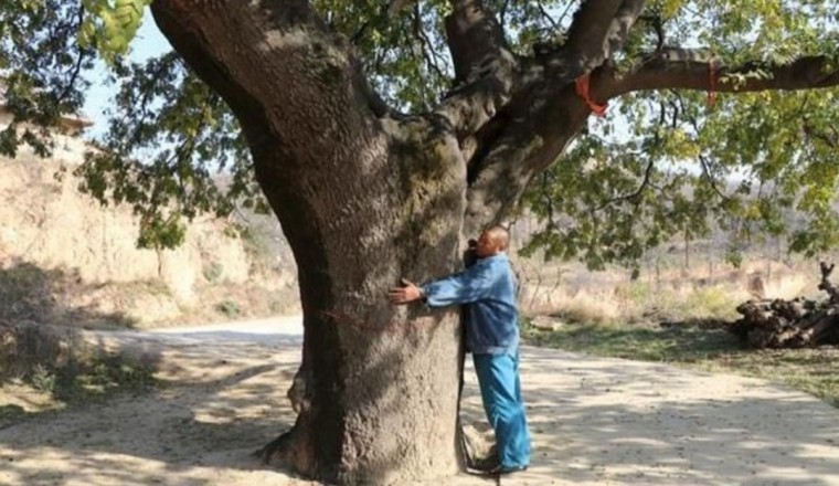 Bí ẩn cây cổ thụ 400 năm, chữa được nhiều bệnh cho dân làng