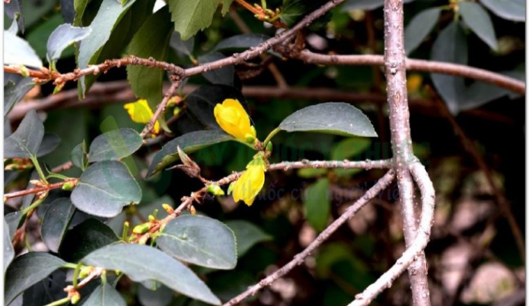 Cây Kiều Kiều (Forsythia suspensa Vahl.)