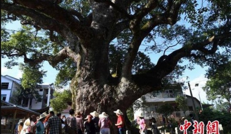 Bức tượng Phật nằm trong hốc cây long não hơn 1.000 năm tuổi