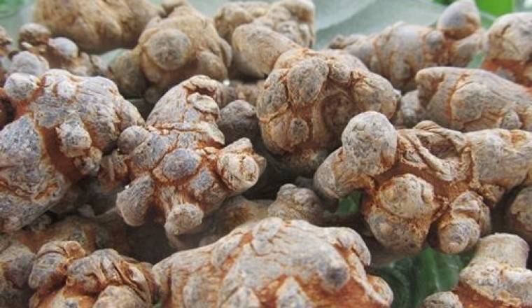 Củ tam thất và những công dụng bất ngờ đối với sức khỏe