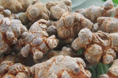 Củ tam thất và những công dụng bất ngờ đối với sức khỏe