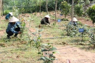 Đánh thức tiềm năng vùng dược liệu Sóc Sơn