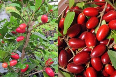 Thực hư về loại quả thần kỳ biến mọi vị thành vị ngọt?