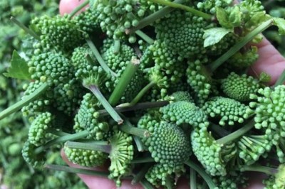 Nụ hoa tam thất - không chỉ là dược liệu quý cho bệnh mất ngủ