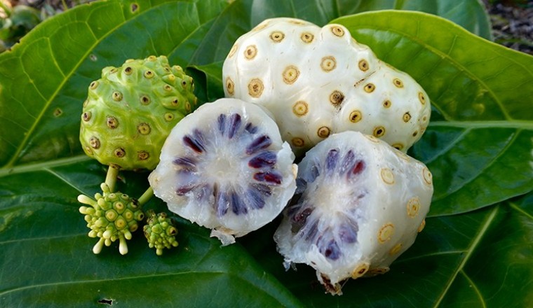 Nhàu núi: hạ áp, trừ phong thấp