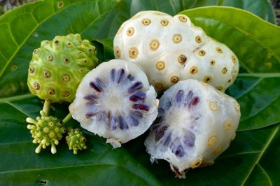 Nhàu núi: hạ áp, trừ phong thấp