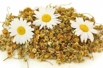 Dược liệu cúc hoa vàng - món quà quý từ thiên nhiên