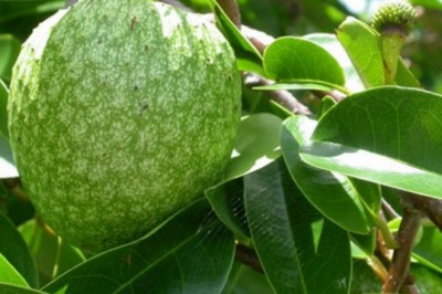 Thuốc nam, thuốc bắc có trị khỏi ung thư?