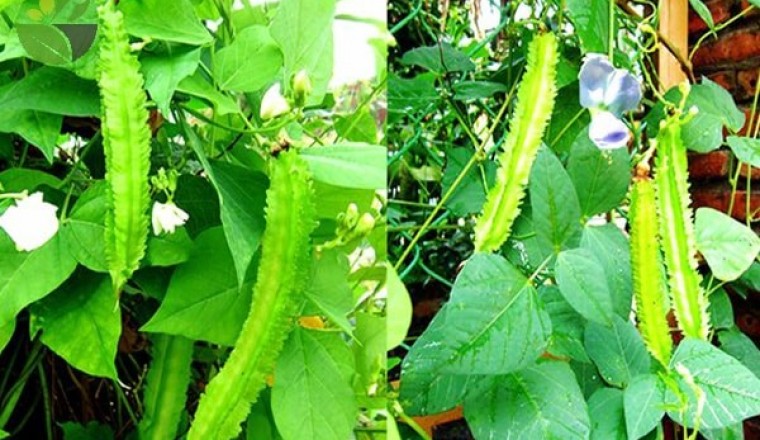 Đậu rồng - 'thần dược' ngừa ung thư, tăng miễn dịch và cực tốt cho bà bầu