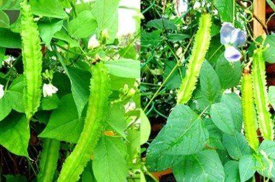 Đậu rồng - 'thần dược' ngừa ung thư, tăng miễn dịch và cực tốt cho bà bầu