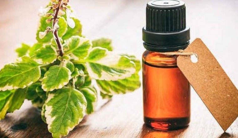 Tinh dầu húng quế - thơm, nhiều tác dụng và dễ dùng