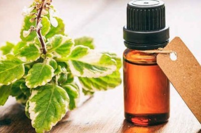 Tinh dầu húng quế - thơm, nhiều tác dụng và dễ dùng