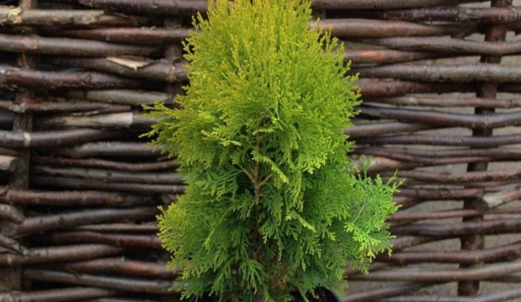 Trắc bá diệp - cây cảnh đẹp, cây thuốc quý