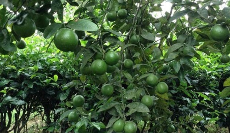 Bài thuốc chống viêm, giảm ho từ cây chanh