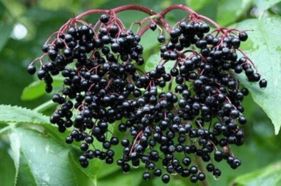 Nâng cao miễn dịch tự nhiên trong cơ thể từ các loại thảo dược