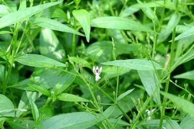 Xuyên tâm liên – Vị thuốc tiềm năng trong phòng chống COVID-19