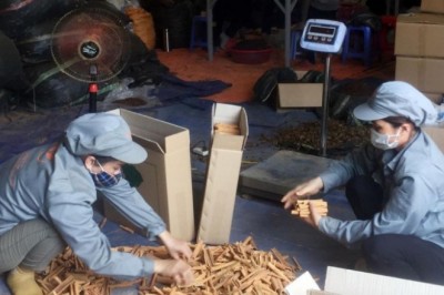 Sản phẩm quế của Hợp tác xã Tâm Hợi, tỉnh Lào Cai hiện xuất khẩu sang thị trường 9 nước