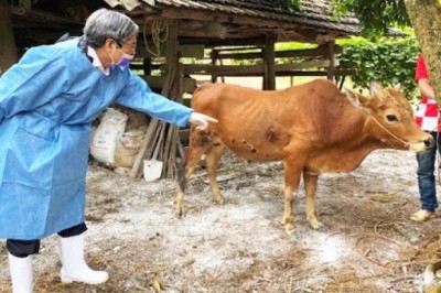 Tiêu hủy 25 tấn trâu, bò mắc bệnh viêm da nổi cục