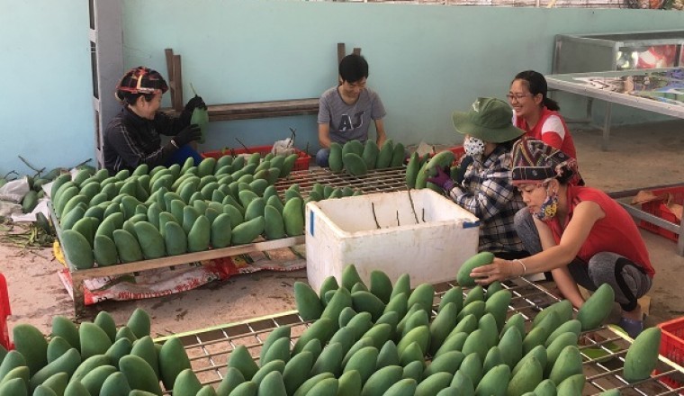 Sơn La xuất khẩu 60 tấn xoài sang Trung Quốc