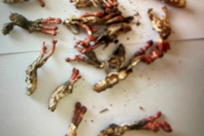 Thận trọng với ve sầu có 'sừng' giống đông trùng hạ thảo gây ngộ độc