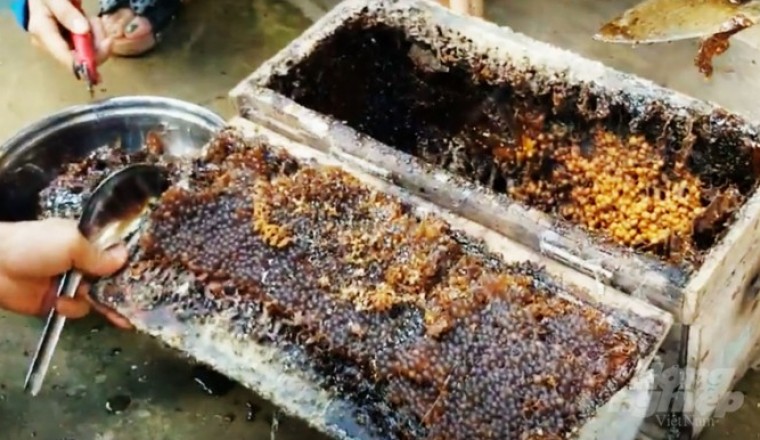 Nuôi ong dú lấy mật, bán trên 1 triệu đồng/lít